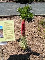 Echium wildpretii, Iles Canaries (2) (Photo F. Mrugala)